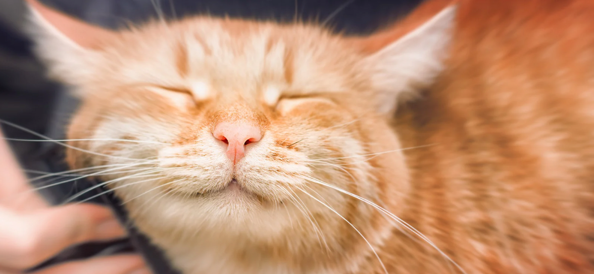 Content orange tabby cat with eyes closed, being gently petted